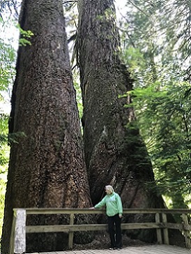 Old Growth trees in Grove of the Patriarchs